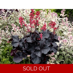 Heuchera 'Black Forest Cake'